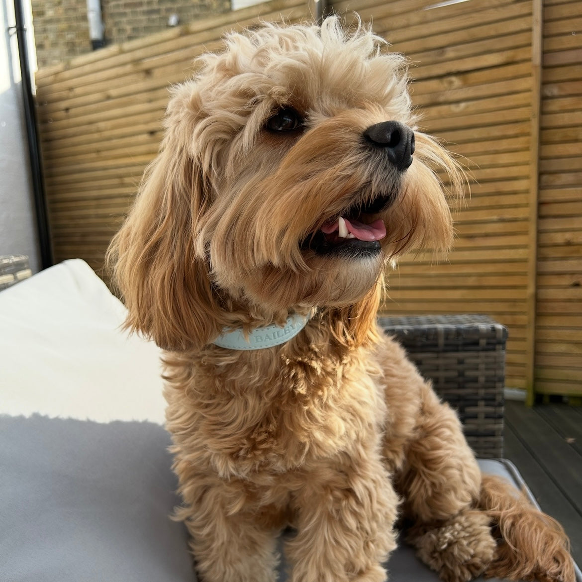 Personalised Vegan Leather Pet Collar