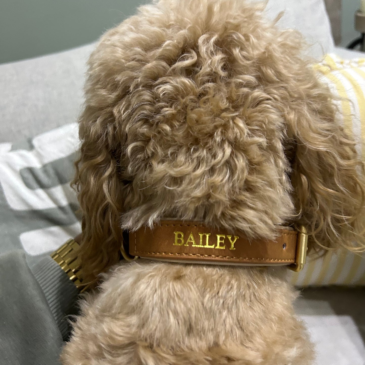 cockapoo wearing a brown collar with his name, BAILEY stamped on the back in all capitals