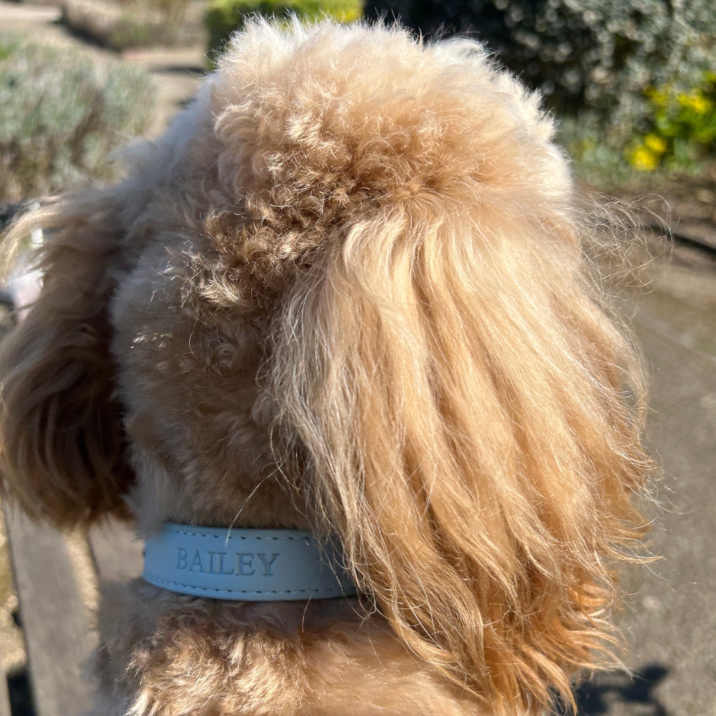Personalised Vegan Leather Pet Collar